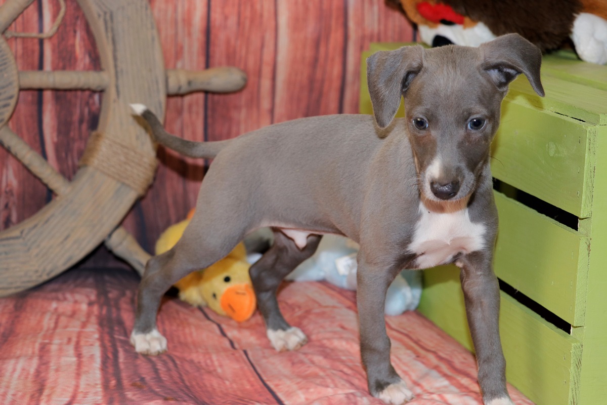 Proud Puppy Love Italian Greyhound Pups For Sale