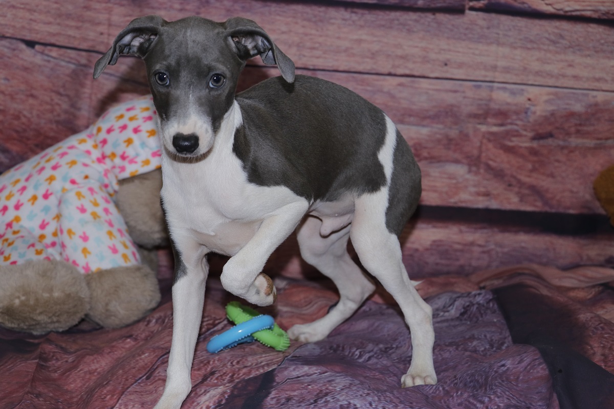 Proud Puppy Love Italian Greyhound Pups For Sale