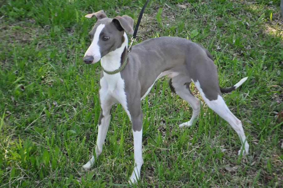 Proud Puppy Love - Nigel greyhound puppy for sale, willow springs, mo, missouri, usda