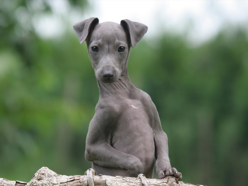 Proud Puppy Love kennel